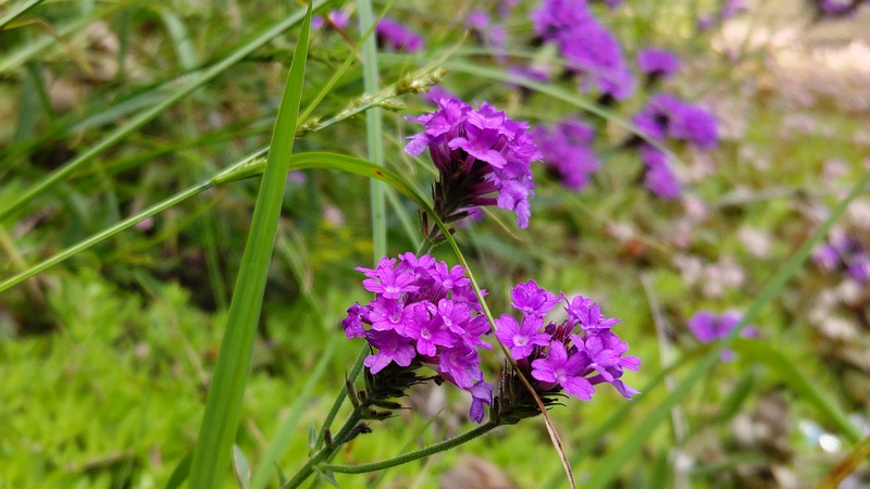 シュッコンバーベナの花 横浜市旭区今宿東町