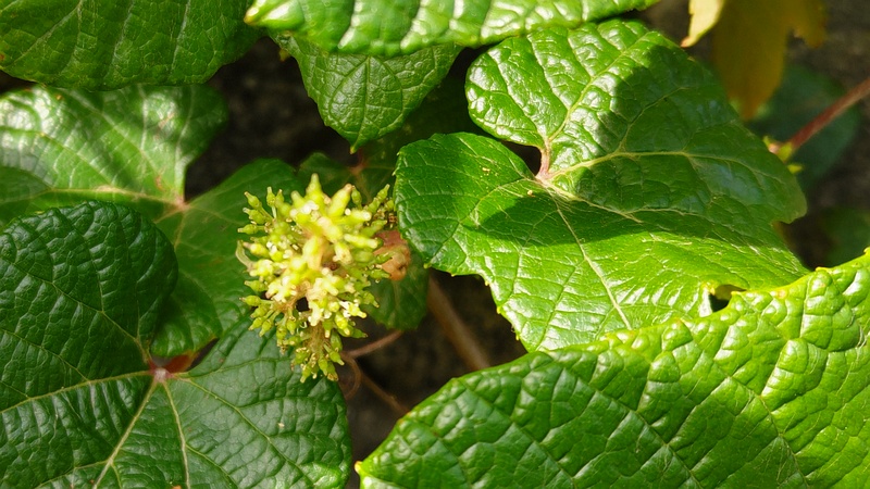 エビヅルの花 横浜市旭区今宿東町