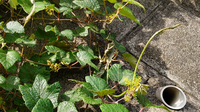 エビヅルの花 横浜市旭区今宿東町