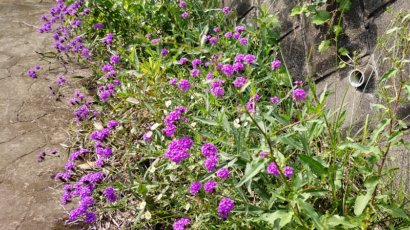 シュッコンバーベナの花 横浜市旭区今宿東町