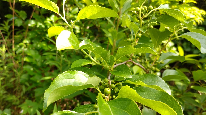 ツルウメモドキの果実 横浜市旭区今宿東町