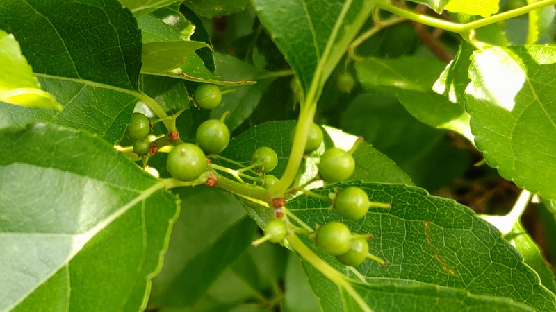 ツルウメモドキの果実 横浜市旭区今宿東町
