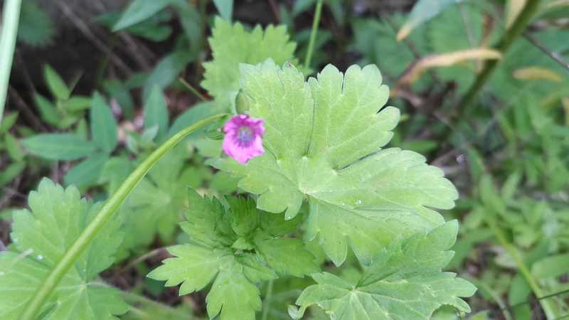 ヤワゲフウロの花 横浜市旭区今宿東町