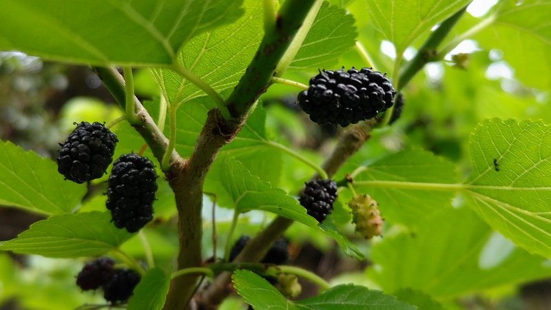 クワの果実 横浜市旭区今宿東町