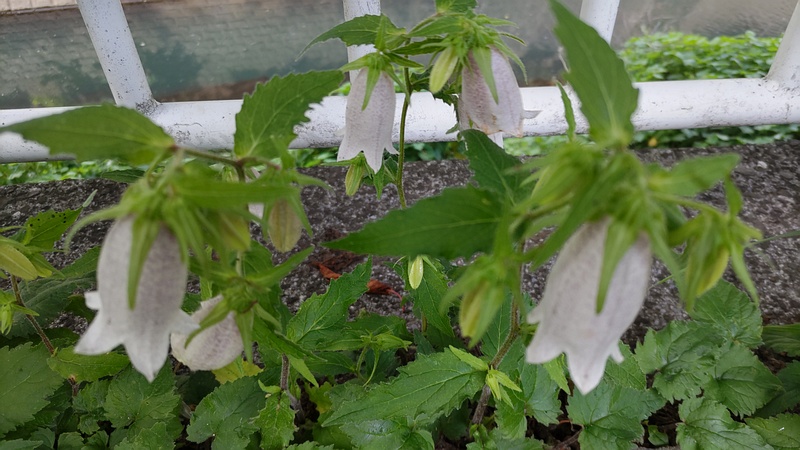 ホタルブクロの花 横浜市旭区今宿東町
