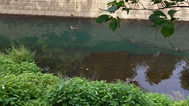 カルガモ親子 横浜市旭区今宿東町