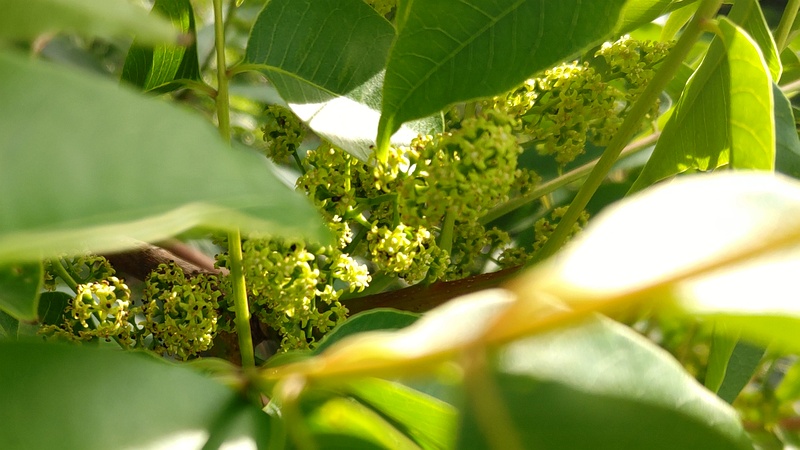 ハゼノキの花 横浜市旭区今宿東町
