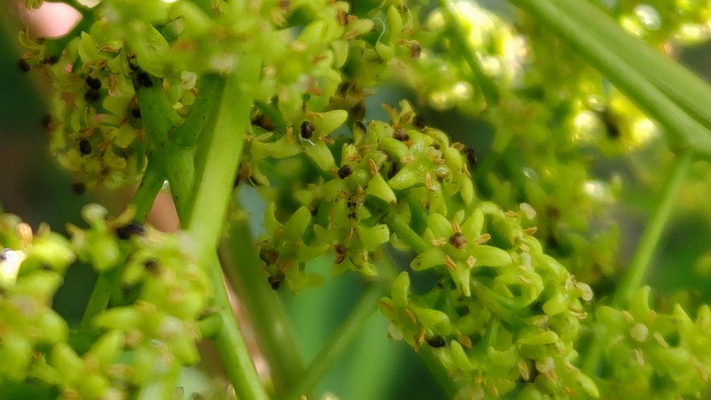 ハゼノキの雌花 横浜市旭区今宿東町