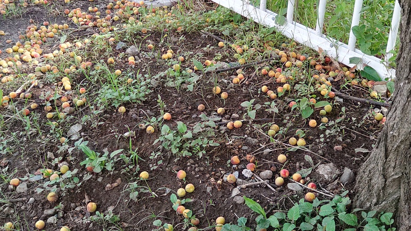 ウメの果実 横浜市旭区今宿東町