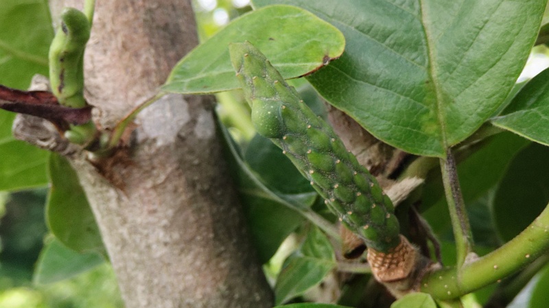 モクレンの若い果実 横浜市旭区今宿東町