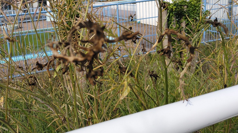 カラシナの病 横浜市旭区鶴ヶ峰本町