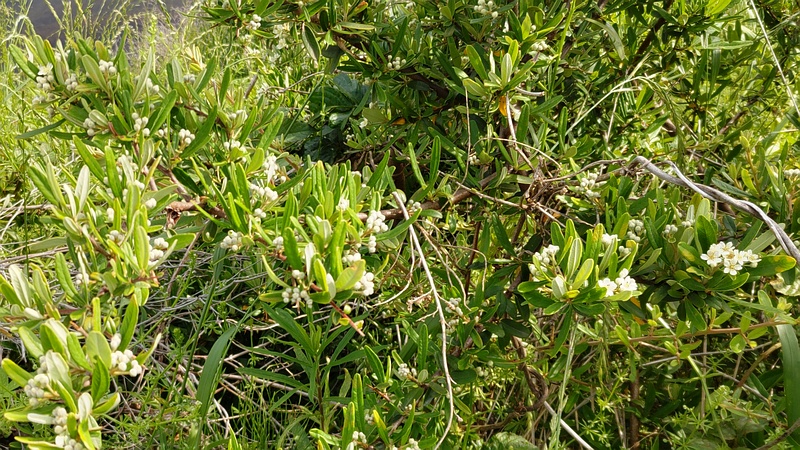 トベラの花 横浜市旭区鶴ヶ峰本町