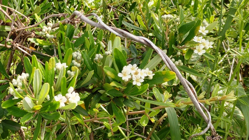 トベラの花 横浜市旭区鶴ヶ峰本町