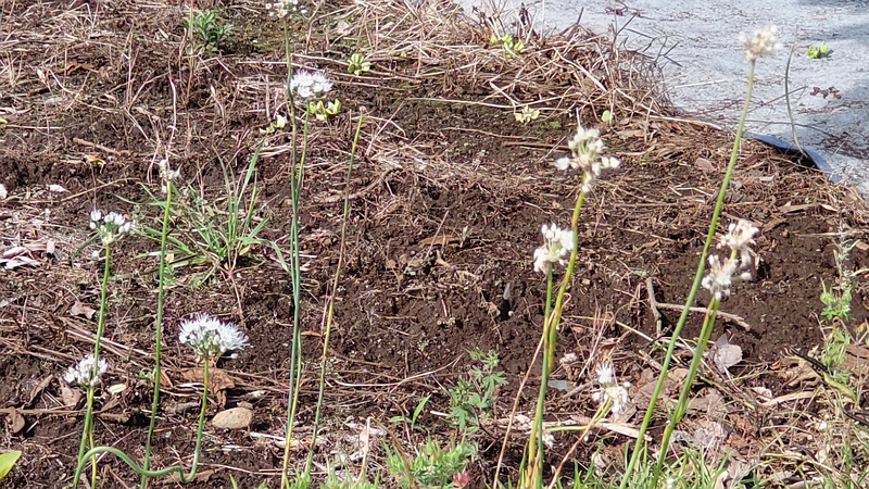 ノビルの花 横浜市旭区鶴ヶ峰本町