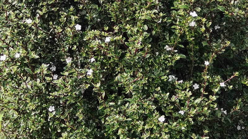 イヌツゲの花 横浜市旭区鶴ヶ峰本町