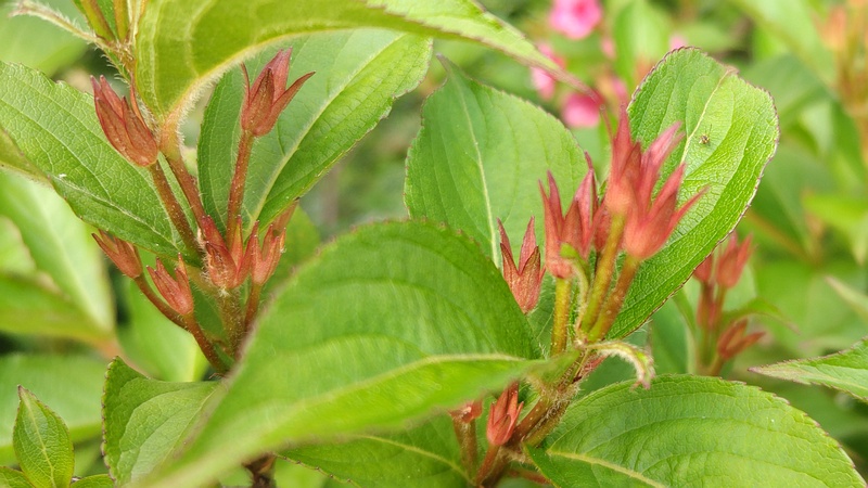 オオベニウツギ 横浜市旭区鶴ヶ峰本町