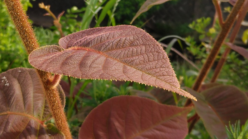 キウイ 横浜市旭区鶴ヶ峰本町