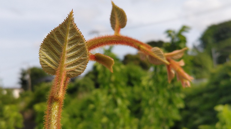 キウイ 横浜市旭区鶴ヶ峰本町