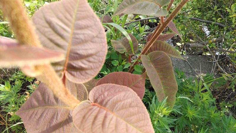 キウイ 横浜市旭区鶴ヶ峰本町
