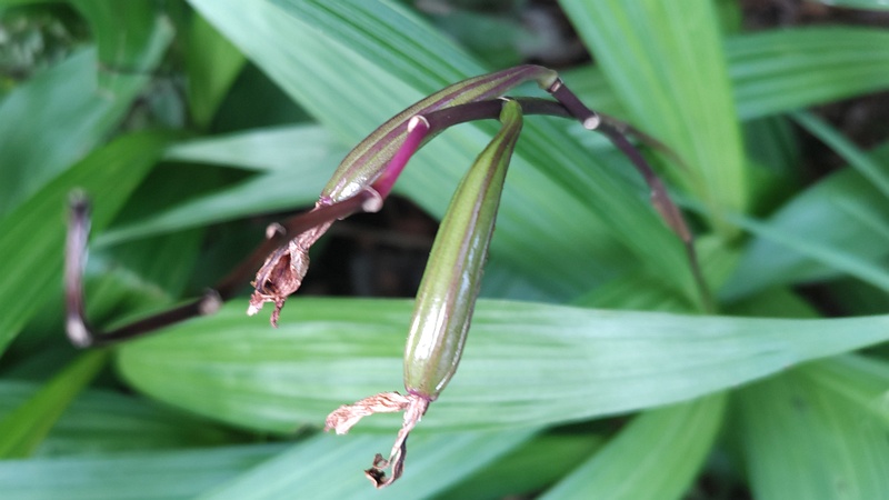 シランの花後 横浜市旭区今川町