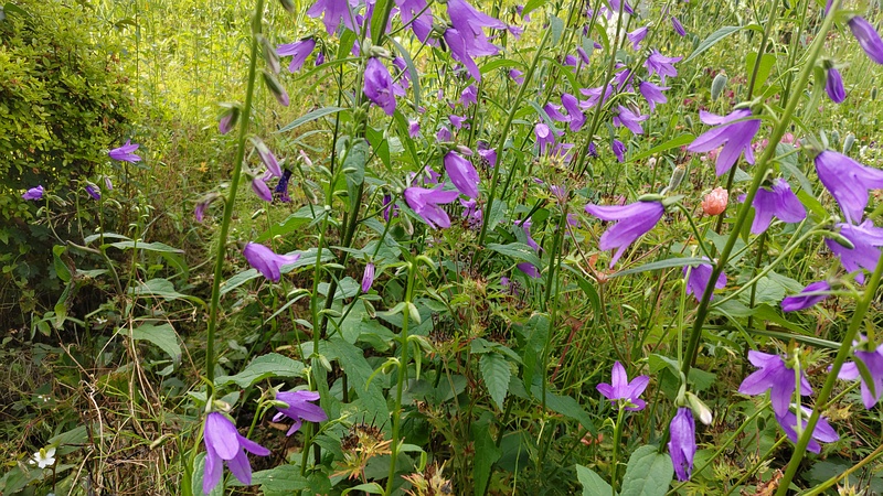 ハタザオギキョウの花 横浜市旭区鶴ヶ峰本町畠山重忠公碑
