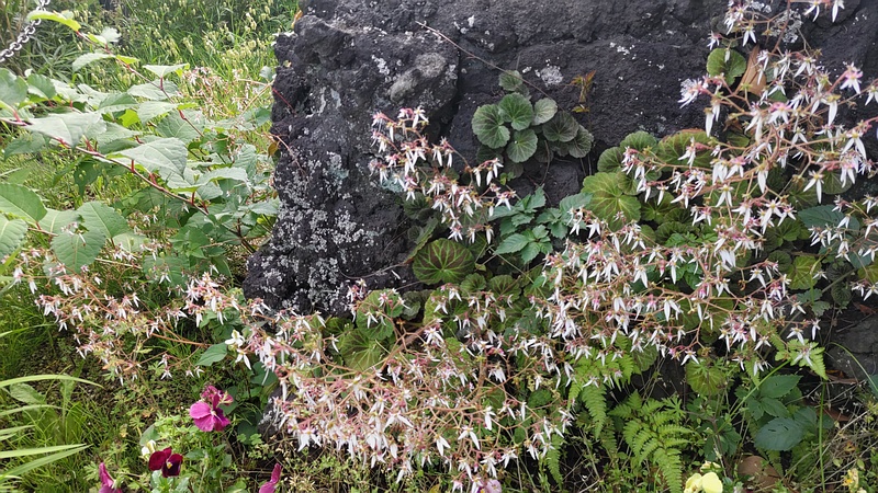 ユキノシタの花 横浜市旭区鶴ヶ峰本町畠山重忠公碑