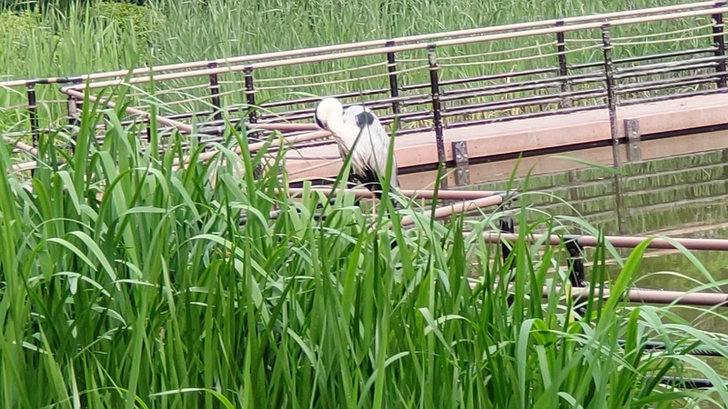 身繕いするアオサギ 東京都大田区平和の森公園