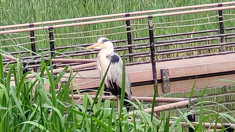 手摺りに留まるアオサギ 東京都大田区平和の森公園