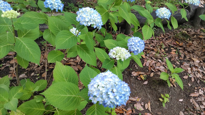 アジサイの花 東京都大田区平和の森公園