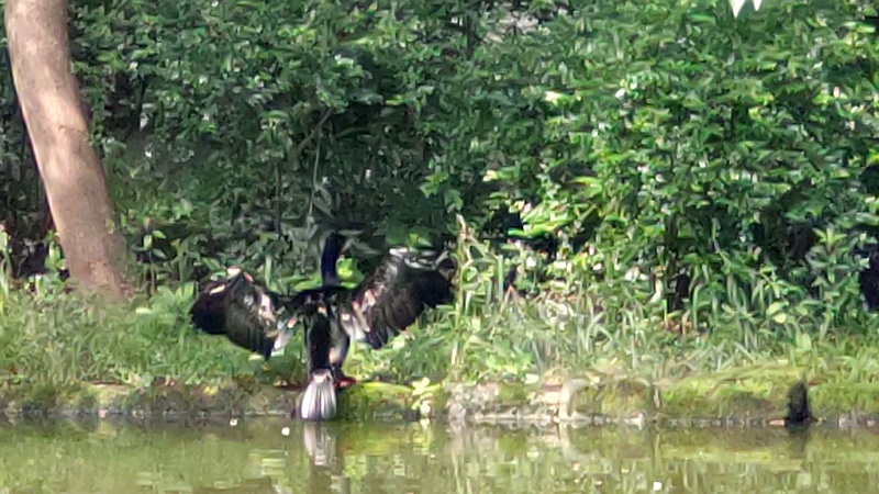 羽根干しするカワウ 東京都大田区平和の森公園