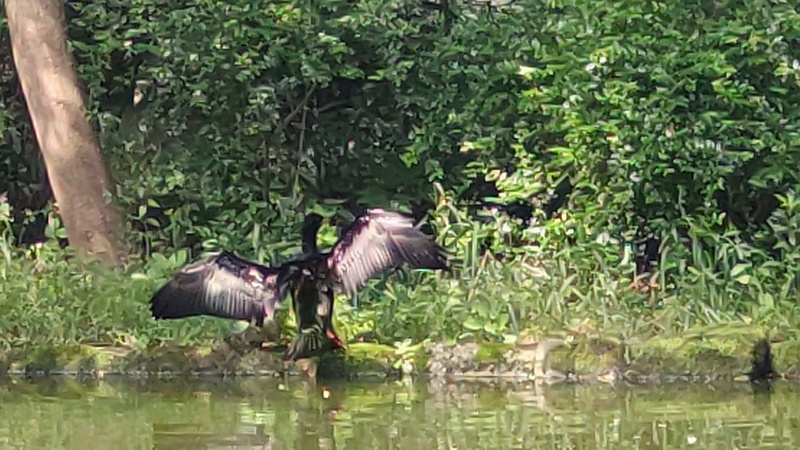 羽根干しするカワウ 東京都大田区平和の森公園