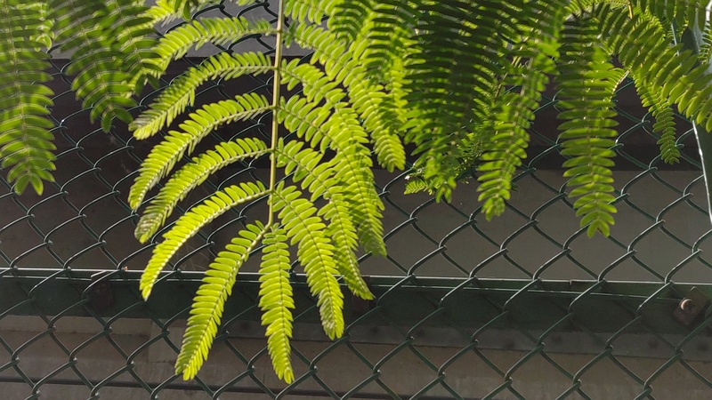 ネムノキ 東京都大田区平和の森公園