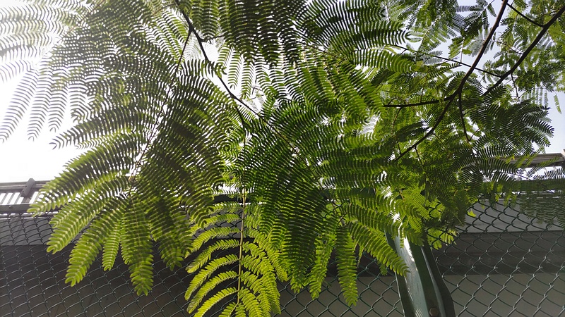 ネムノキ 東京都大田区平和の森公園