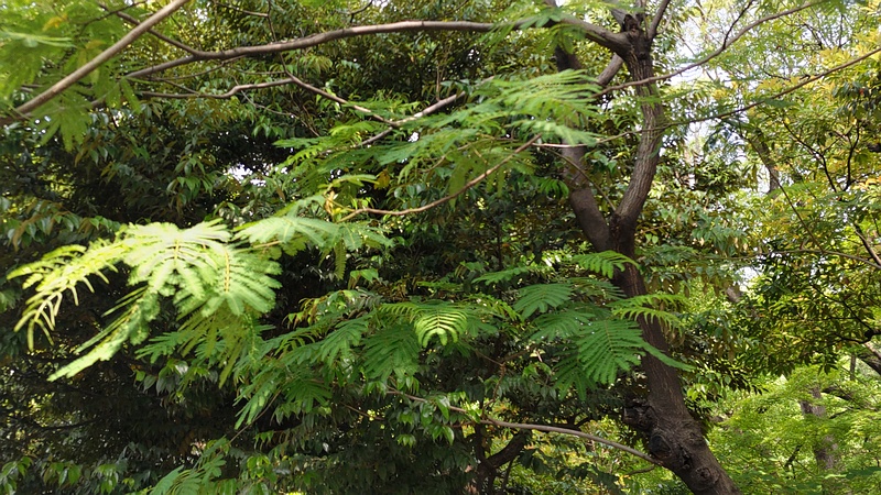 ネムノキ 東京都大田区平和の森公園