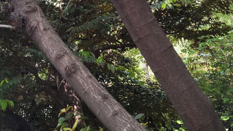 ネムノキ 東京都大田区平和の森公園
