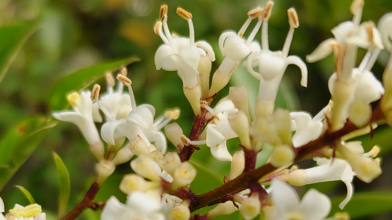 ネズミモチの花 東京都大田区平和島公園