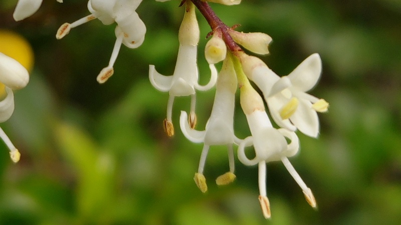 ネズミモチの花 東京都大田区平和島公園