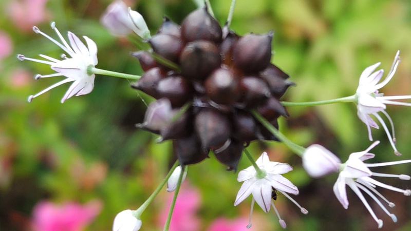 ノビルの花と珠芽 東京都大田区平和島公園