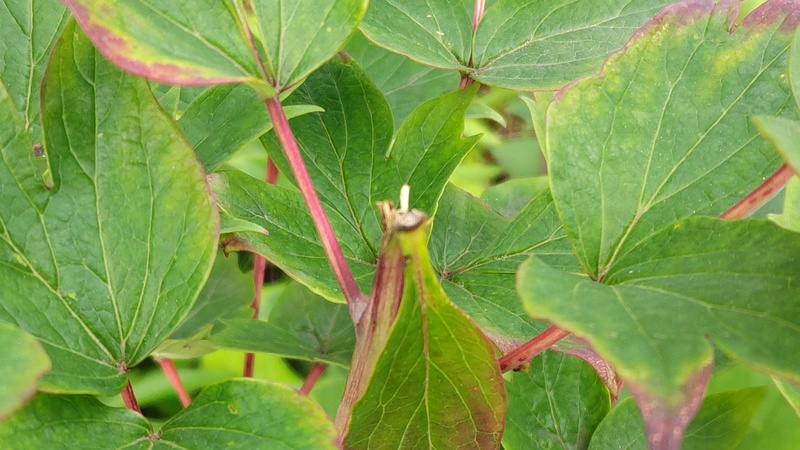 ボタンの花がら摘み 東京都大田区平和島公園