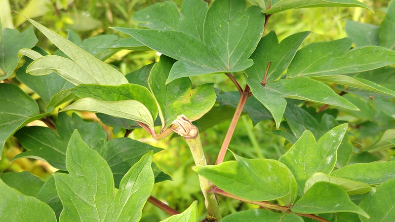 ボタンの花がら摘み 東京都大田区平和島公園