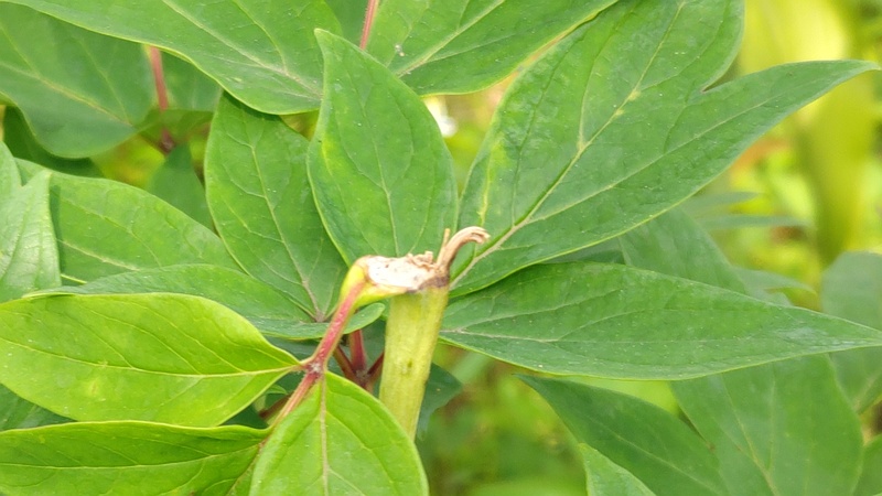 ボタンの花がら摘み 東京都大田区平和島公園