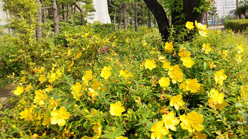 キンシバイの花 東京都大田区平和島公園