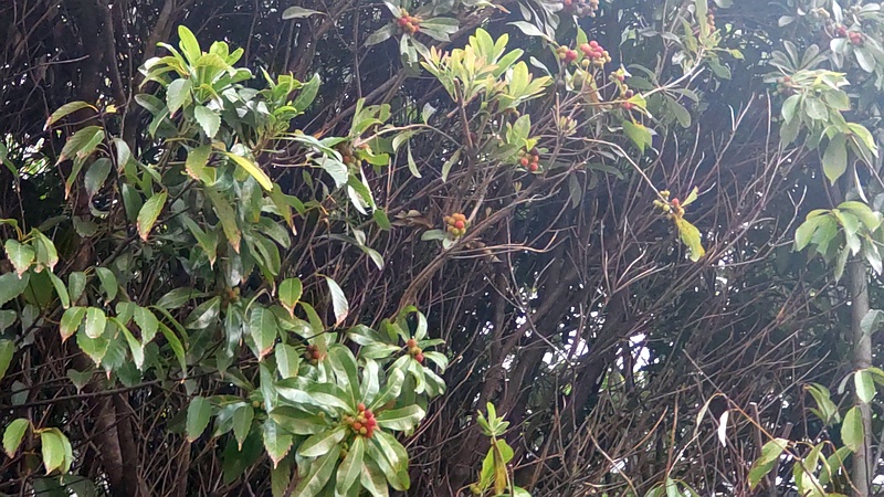 ヤマモモの果実 東京都大田区平和島