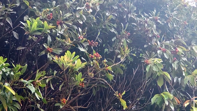 ヤマモモの果実 東京都大田区平和島