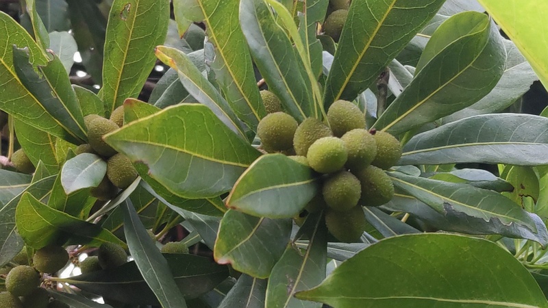 ヤマモモの果実 東京都大田区平和島
