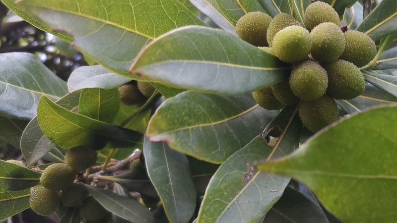 ヤマモモの果実 東京都大田区平和島