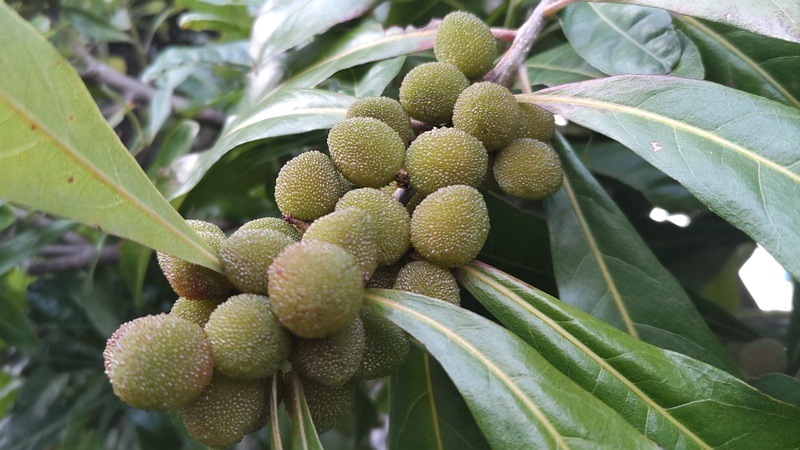 ヤマモモの果実 東京都大田区平和島
