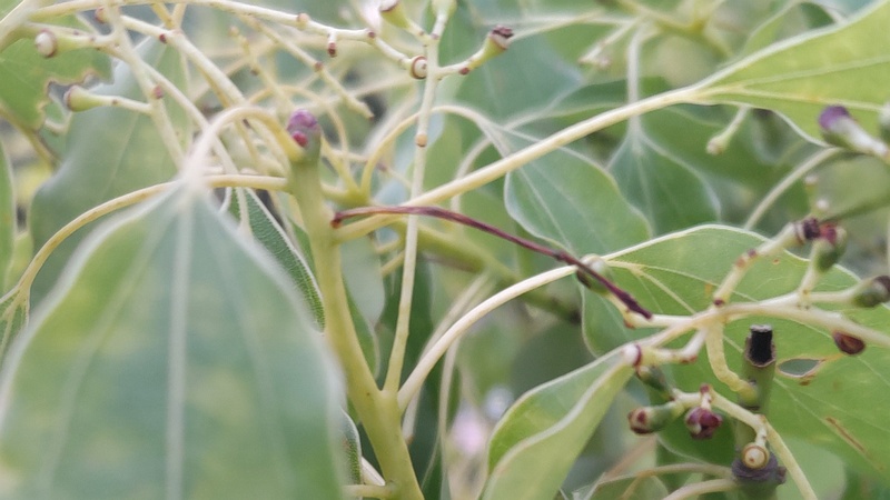 クスノキの果実 東京都大田区平和島公園