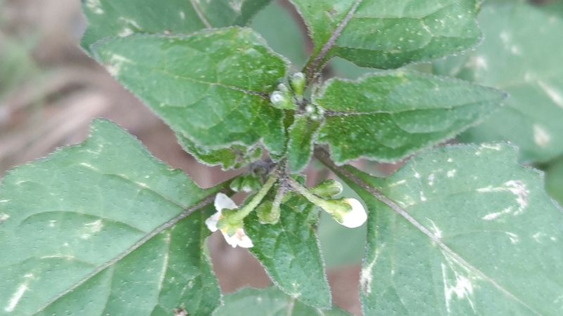 イヌホオズキ 東京都大田区平和島公園