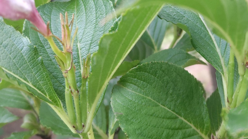 ハコネウツギの果実 東京都大田区平和島公園